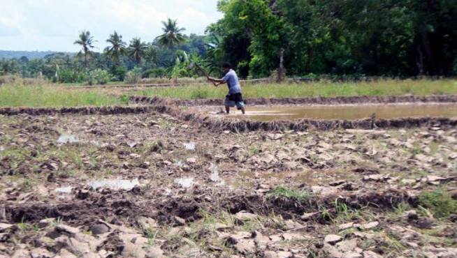 Pemprov NTT harus Berpikir Strategis Soal Pangan  Seputar NTT