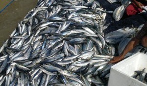Ikan Formalin