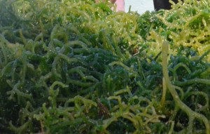rumput laut