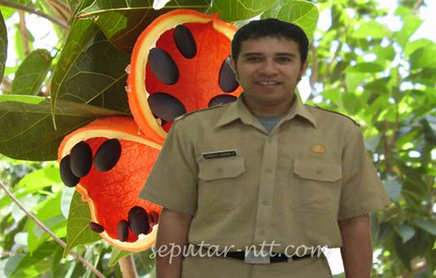 Ini Penelitian Tentang Manfaat Batang Tanaman Faloak Di Pulau Timor Seputar Ntt